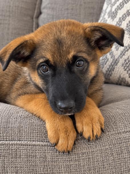 Lily, Adoptable, Young Female German Shepherd Dog.