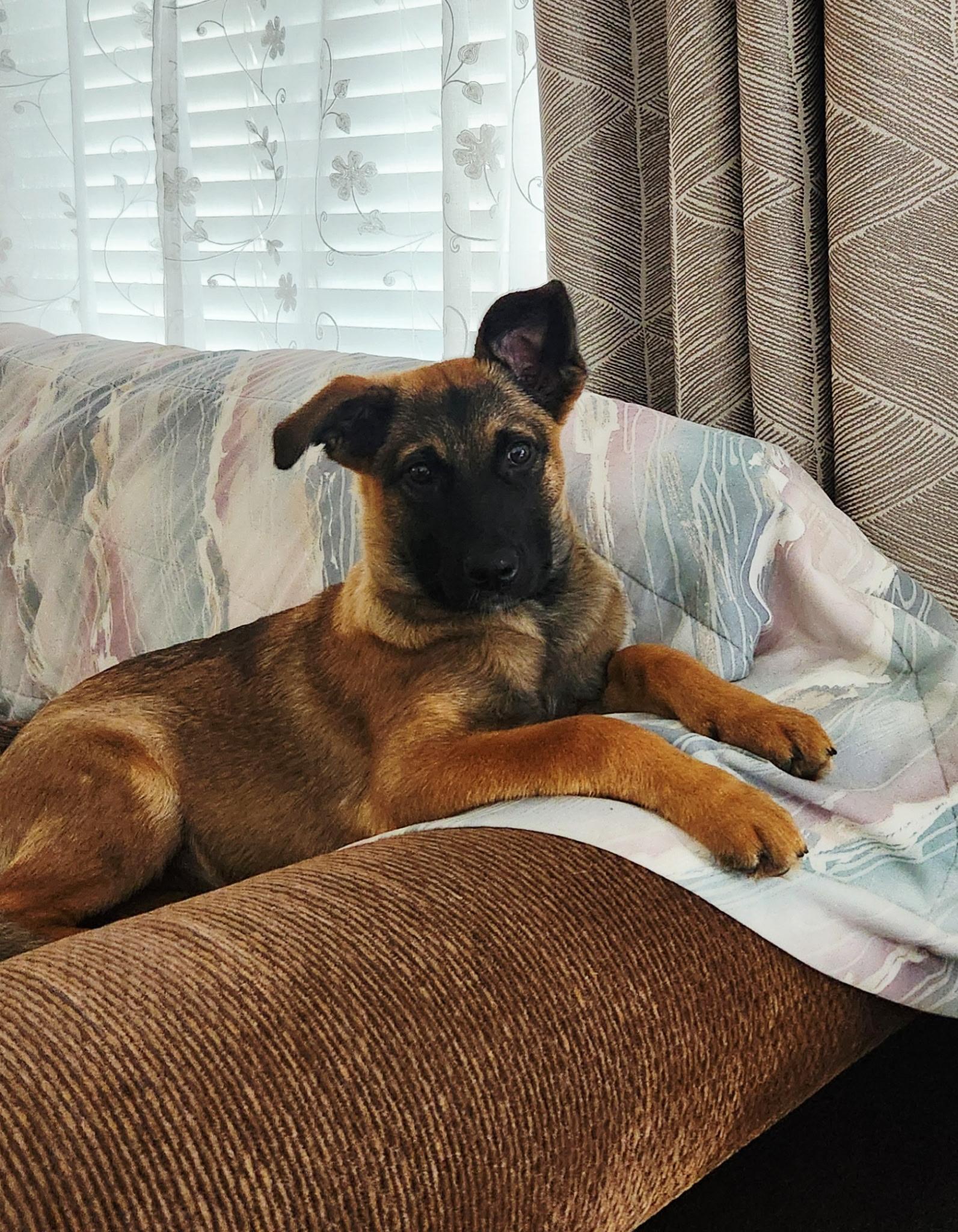 Enlarge Lily, a Adoptable mixed breed in Seattle, WA image 2/4