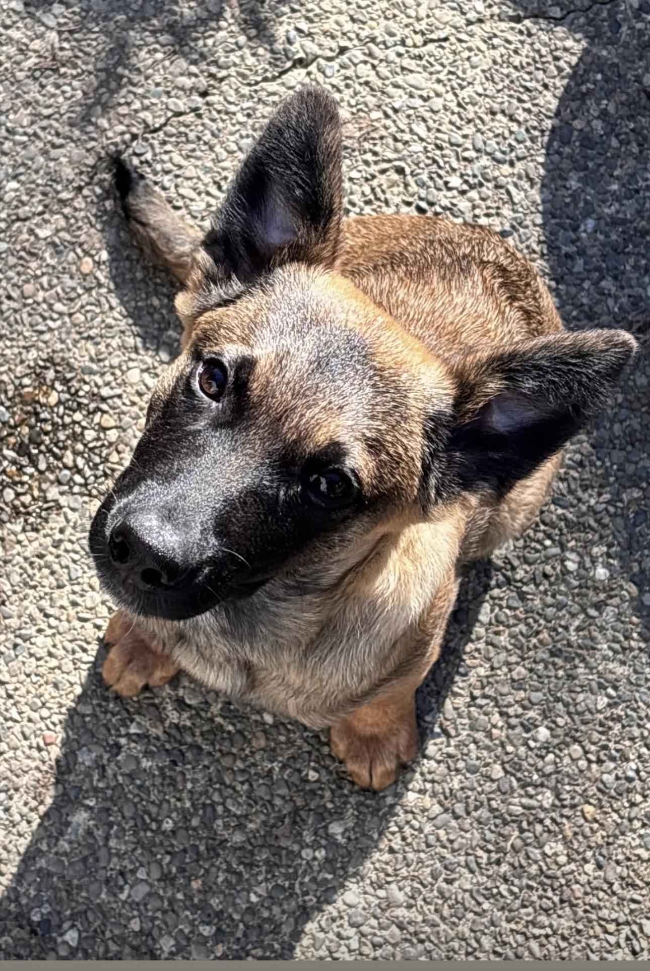 Enlarge Lily, a Adoptable mixed breed in Seattle, WA image 1/4