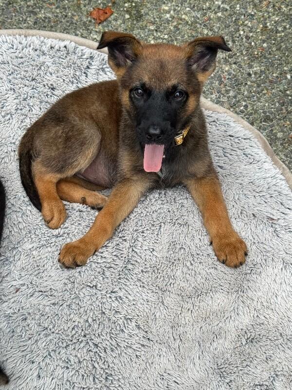 Enlarge Lily, a Adoptable mixed breed in Seattle, WA image 3/3