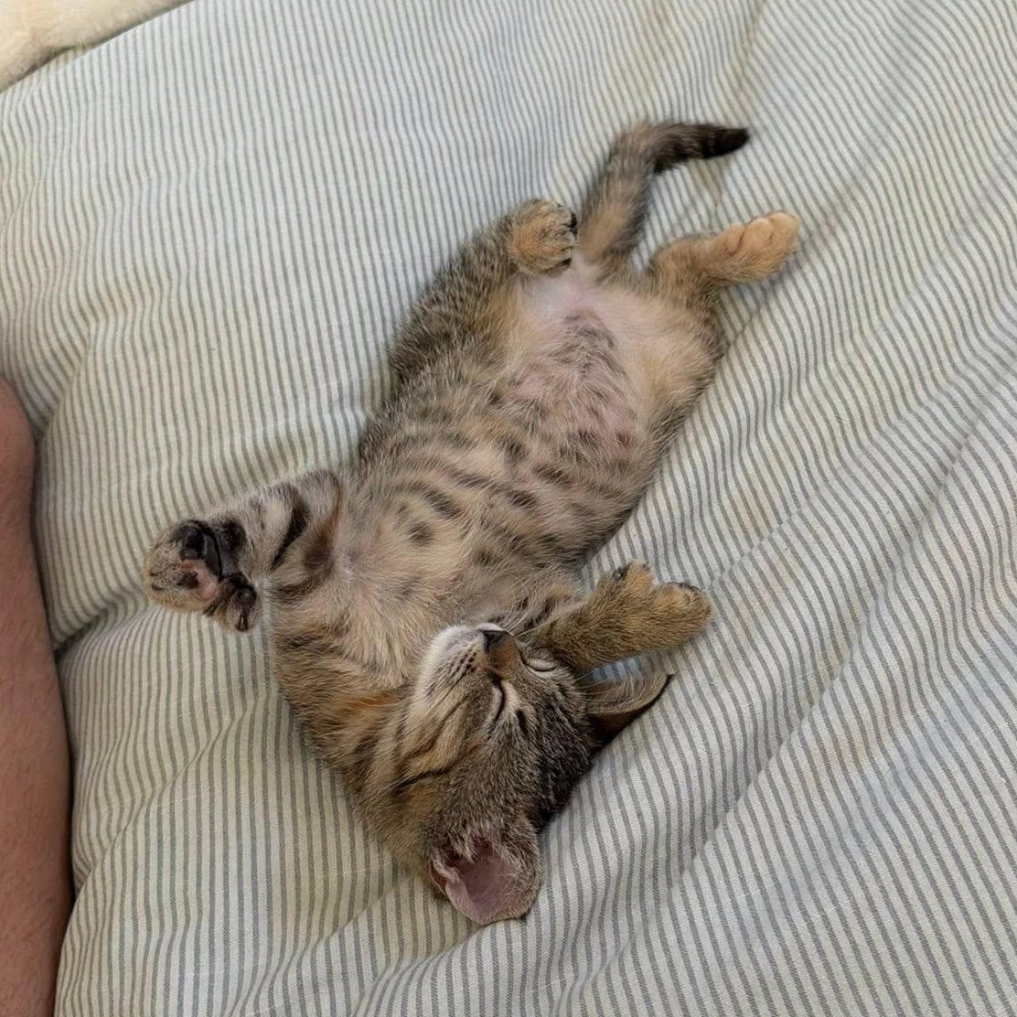JALAPENO, a ADOPTABLE Domestic Short Hair in Santa Monica, CA image 2/4