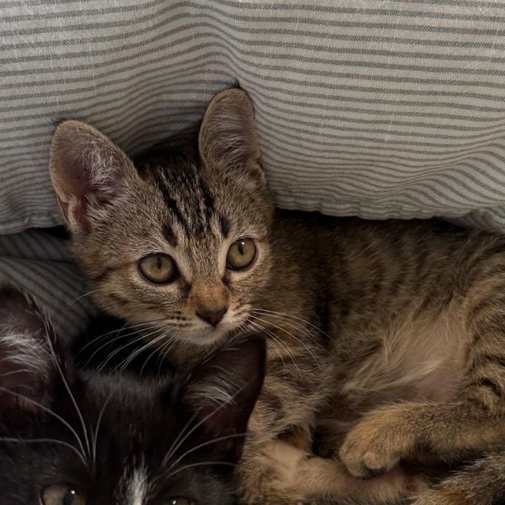 JALAPENO, a ADOPTABLE Domestic Short Hair in Santa Monica, CA image 3/4