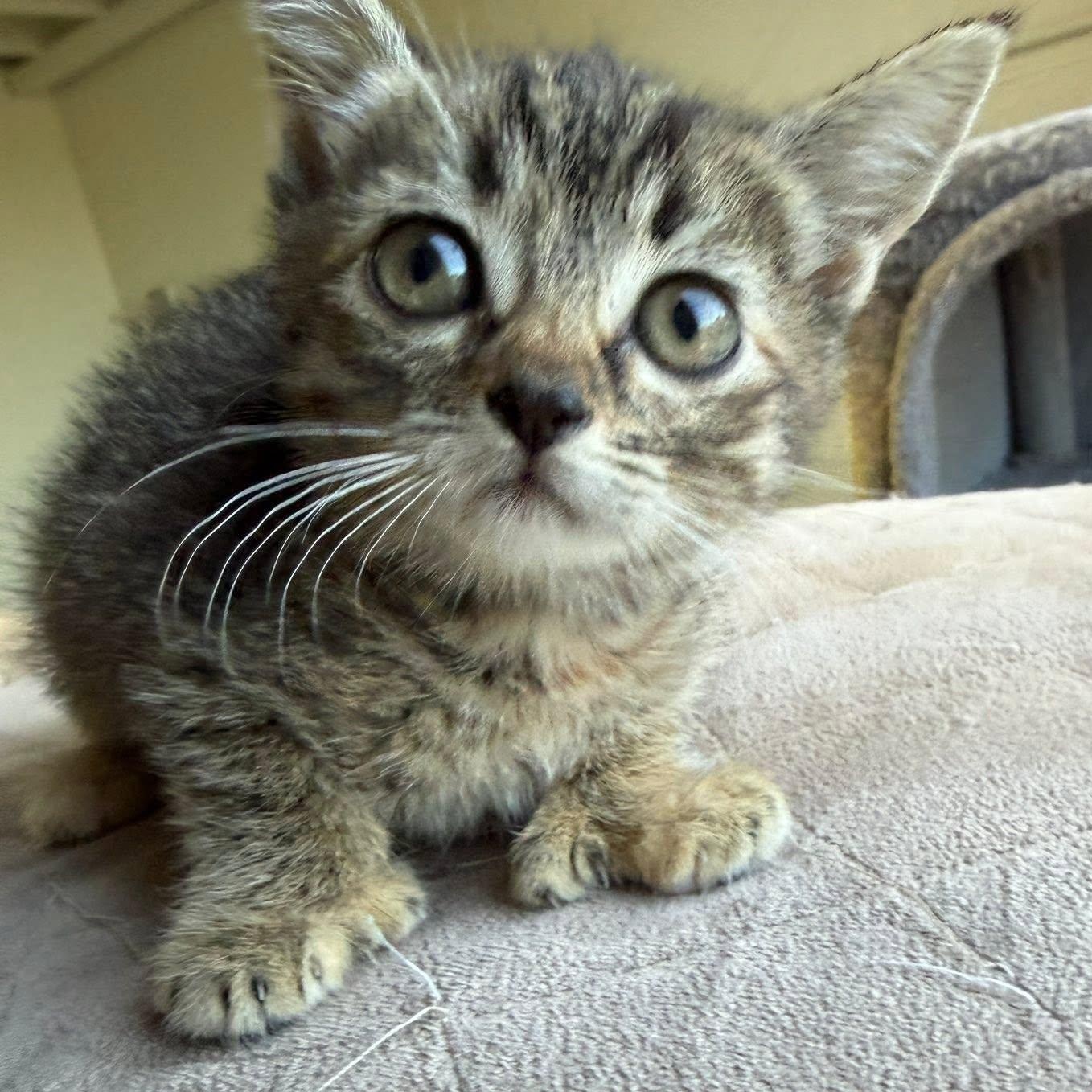 JALAPENO, ADOPTABLE, Kitten Female Domestic Short Hair.