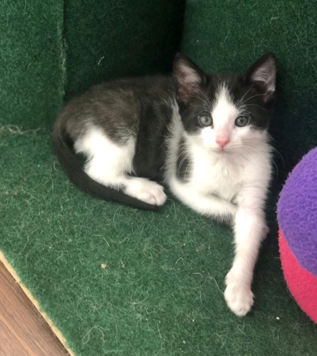 Grey Neck, Adoptable, Kitten Male Domestic Short Hair.
