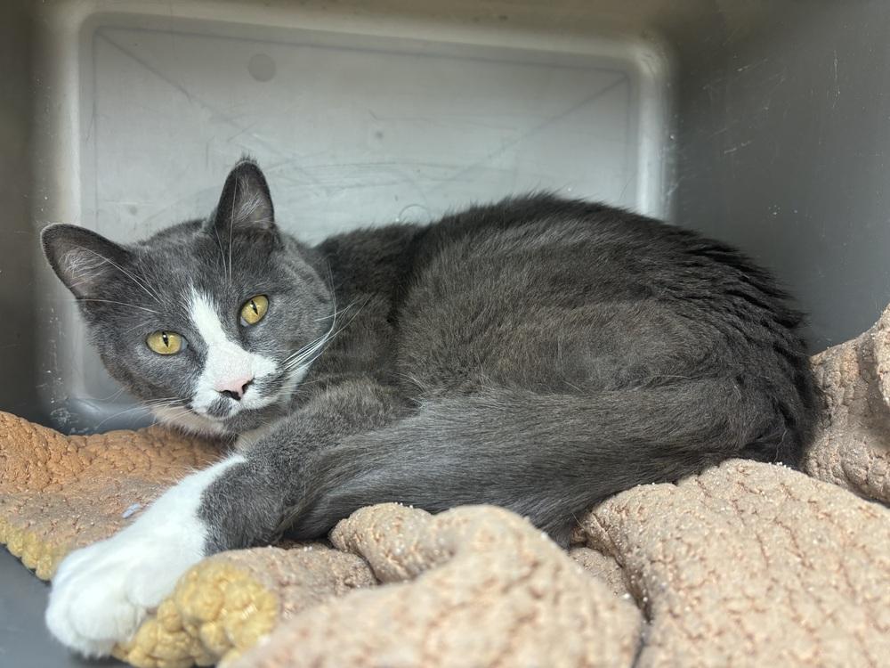 Enlarge Hawk, a Adoptable Domestic Short Hair in Kalamazoo, MI image 1/2