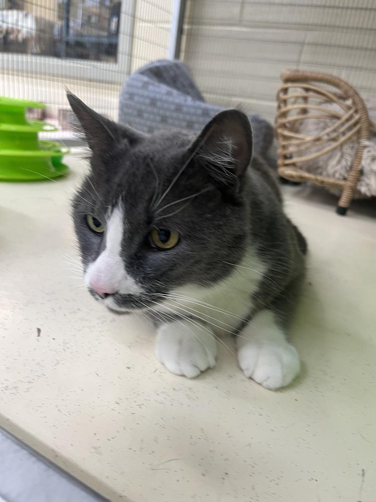 Enlarge Hawk, a Adoptable Domestic Short Hair in Kalamazoo, MI image 1/1