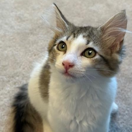 Tapatio (Bonded to Sriracha), a ADOPTABLE Domestic Medium Hair in Renton , WA image 4/6