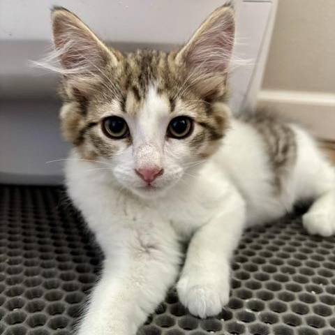 Tapatio (Bonded to Sriracha), a ADOPTABLE Domestic Medium Hair in Renton , WA image 3/6