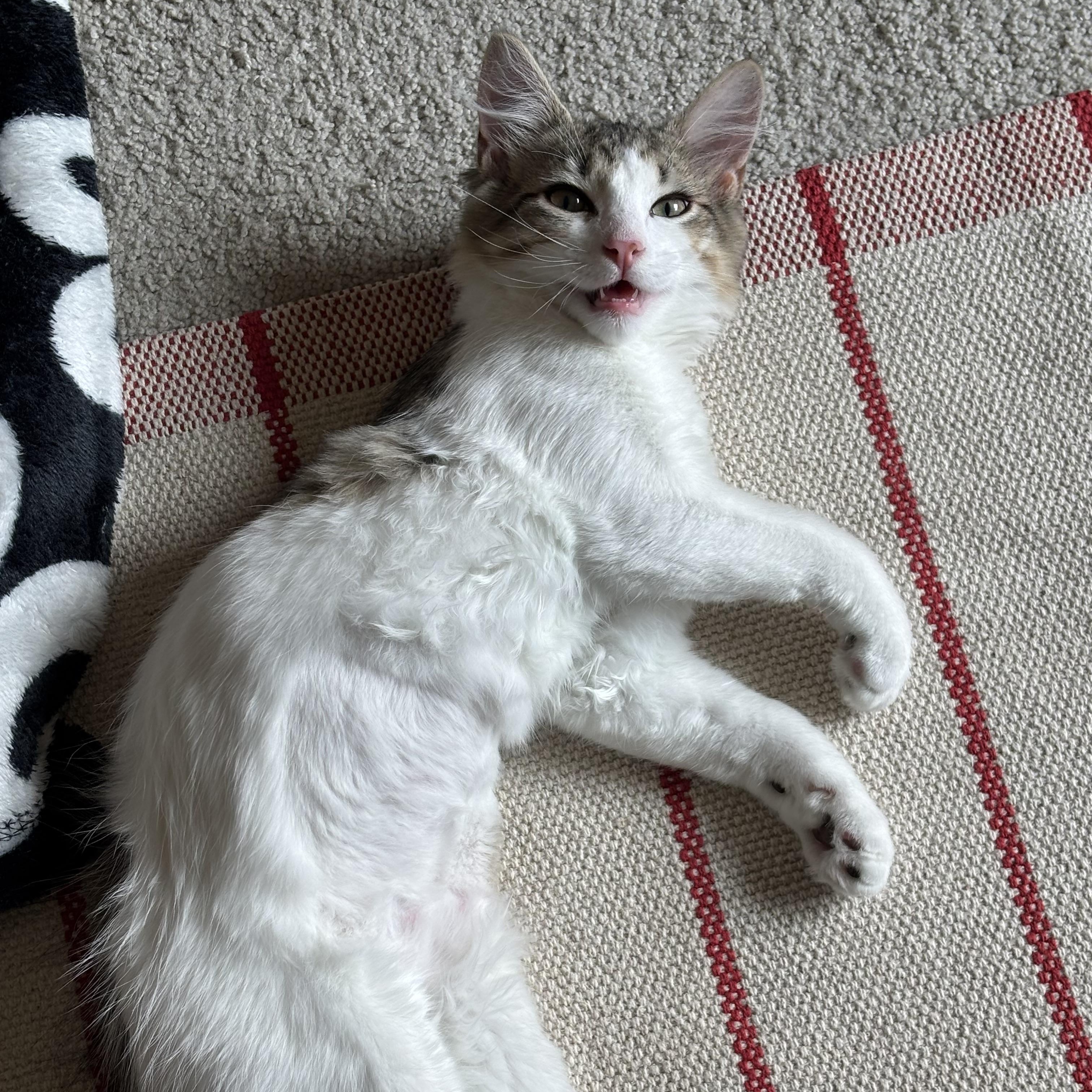 Tapatio (Bonded to Sriracha), a ADOPTABLE Domestic Medium Hair in Renton , WA image 5/6