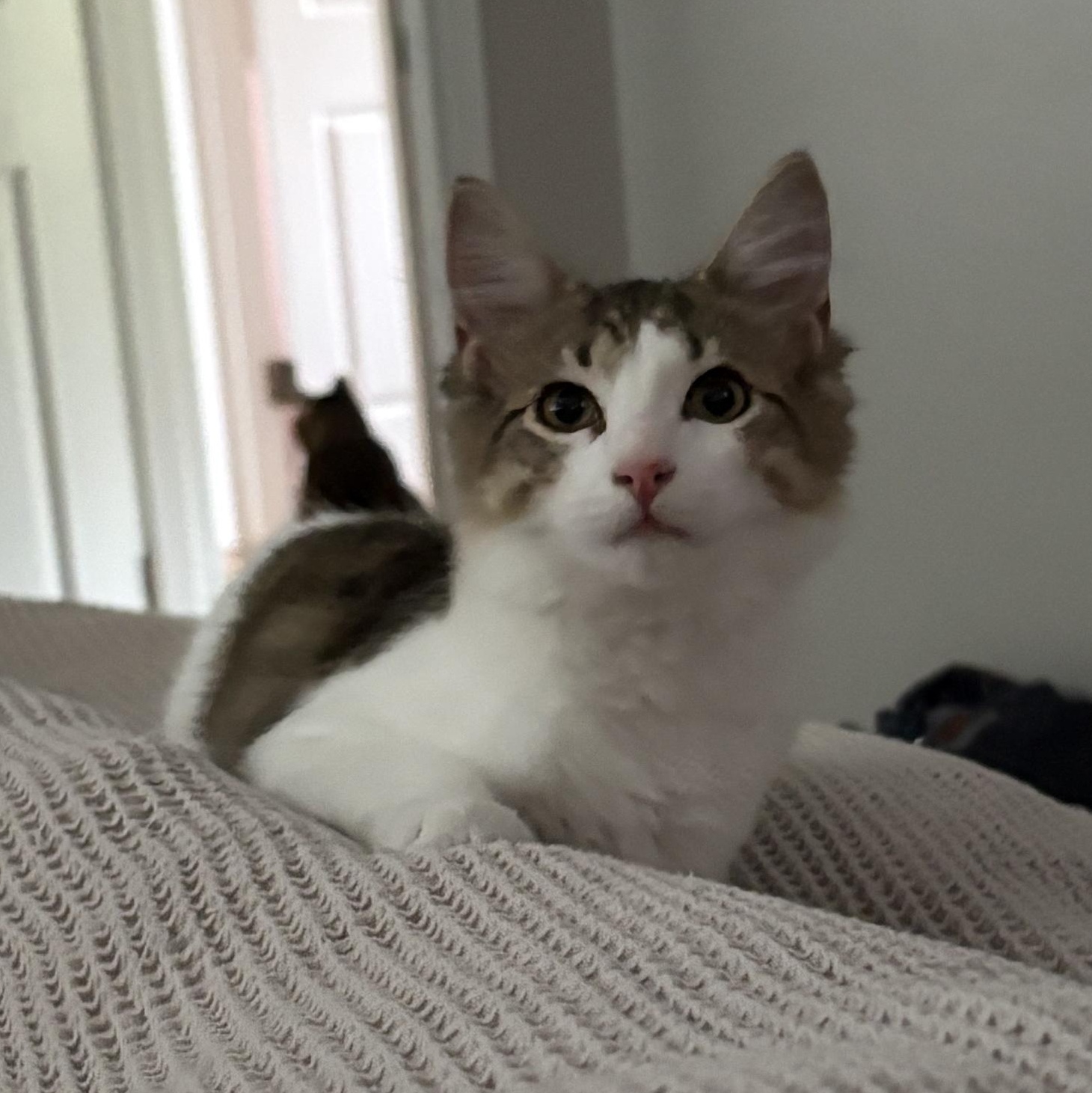Tapatio (Bonded to Sriracha), a ADOPTABLE Domestic Medium Hair in Renton , WA image 6/6