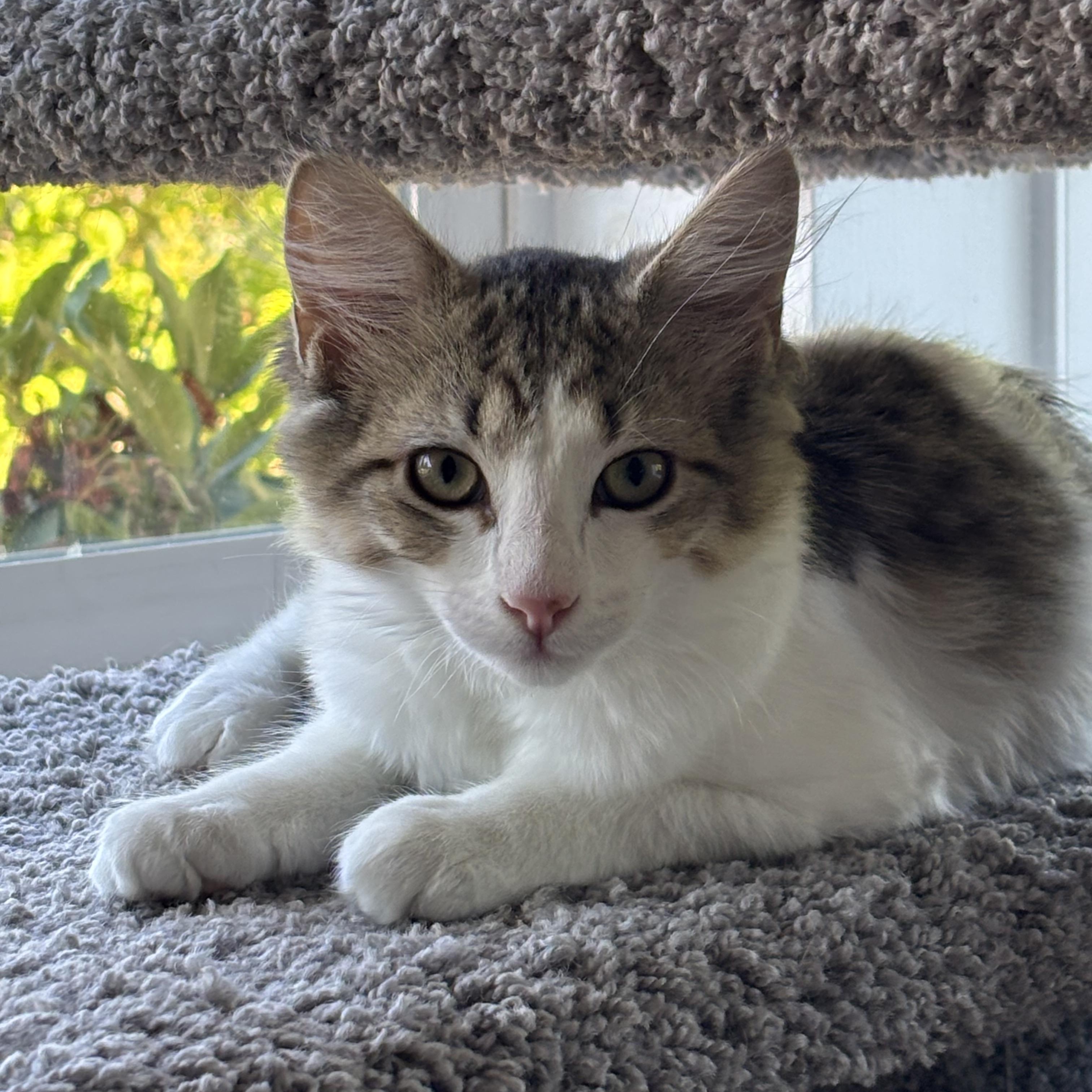 Tapatio (Bonded to Sriracha), ADOPTABLE, Kitten Female Domestic Medium Hair.