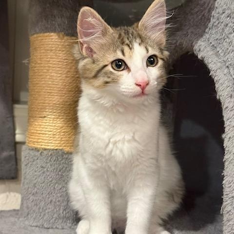 Tapatio (Bonded to Sriracha), a ADOPTABLE Domestic Medium Hair in Renton , WA image 2/6