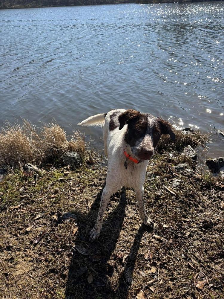 Phillip, a Adoptable mixed breed in Troy, AL image 3/6