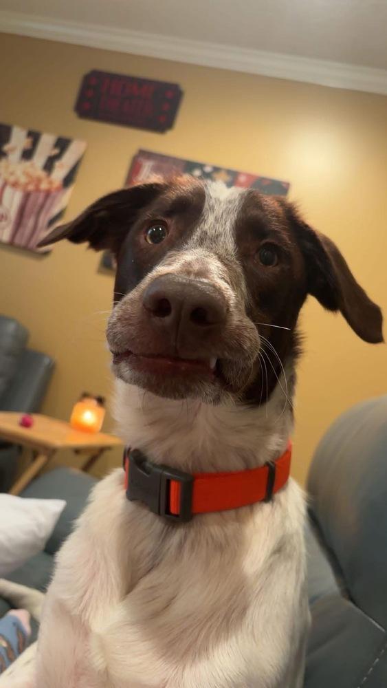 Phillip, a Adoptable mixed breed in Troy, AL image 4/6