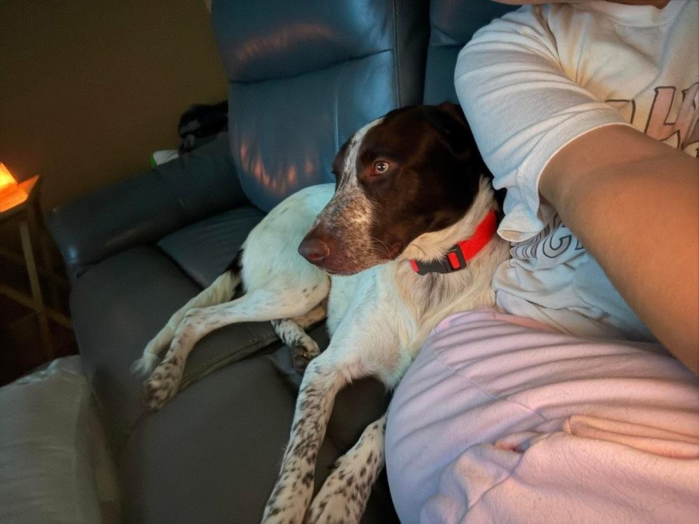 Phillip, a Adoptable mixed breed in Troy, AL image 5/6
