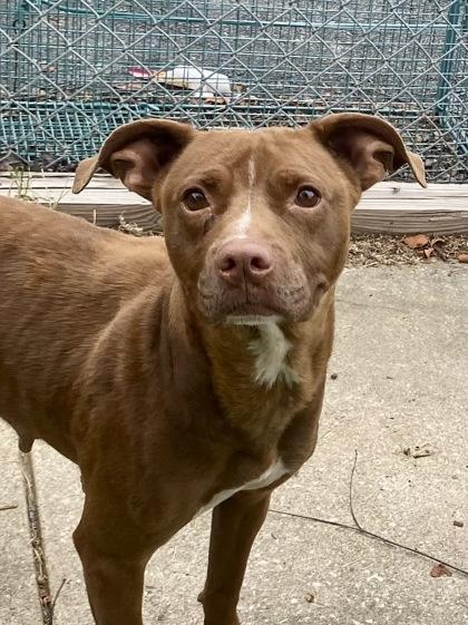Athena, a ADOPTABLE Pit Bull Terrier in Glasgow, KY image 1/2