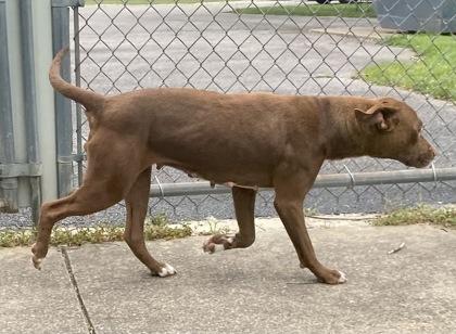 Athena, a ADOPTABLE Pit Bull Terrier in Glasgow, KY image 2/2