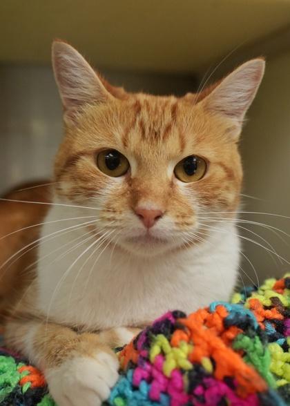 Enlarge Zest 59808, a Adoptable Domestic Short Hair in Aiken, SC image 1/2