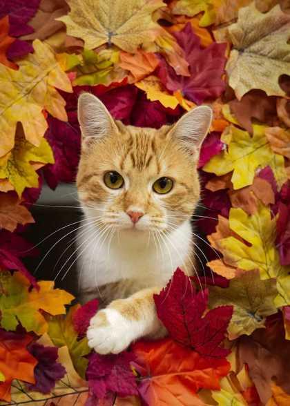 Enlarge Zest 59808, a Adoptable Domestic Short Hair in Aiken, SC image 2/2