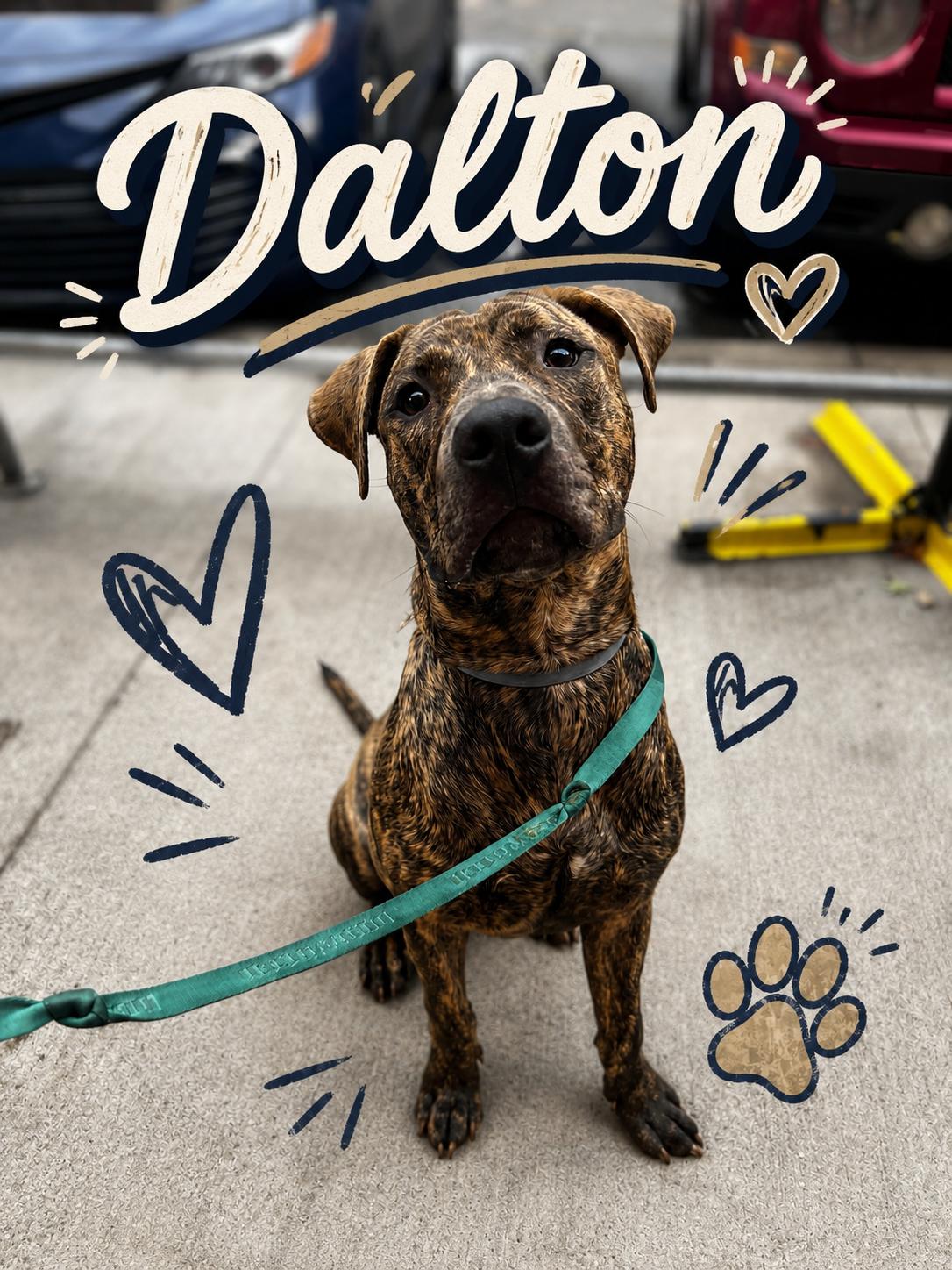 Enlarge Dalton, a Adoptable Pit Bull Terrier in Akron, OH image 3/3