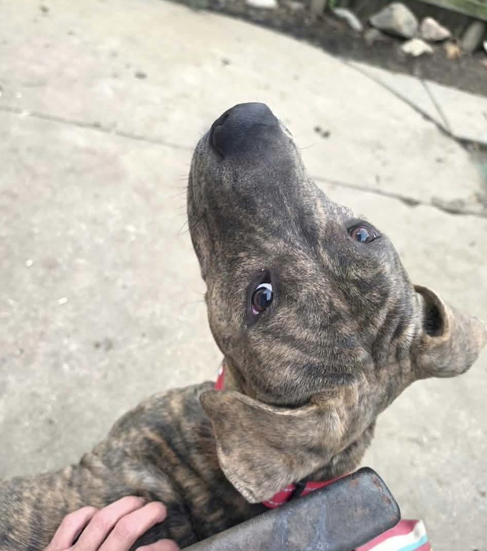 Enlarge Dalton, a Adoptable Pit Bull Terrier in Akron, OH image 2/3