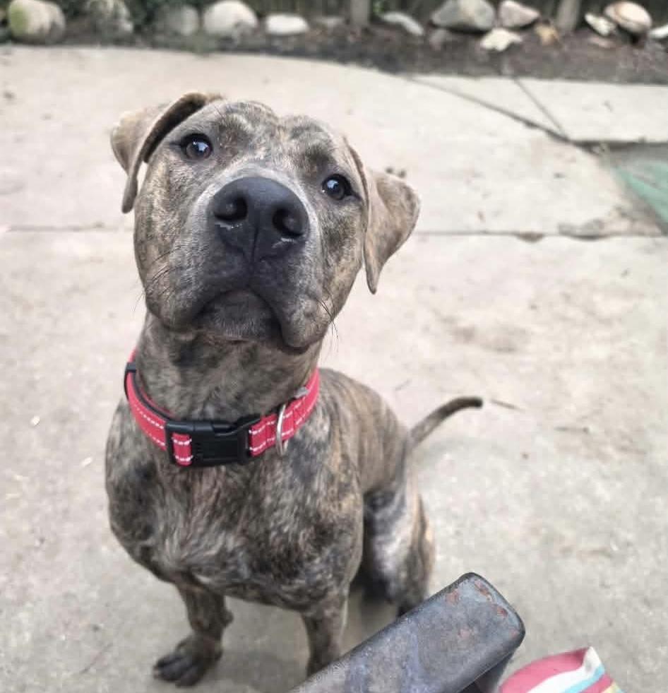 Dalton, Adoptable, Adult Male Pit Bull Terrier.
