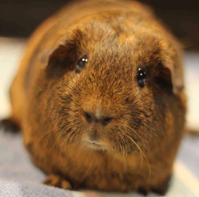 Mocha, ADOPTABLE, Adult Female Guinea Pig.