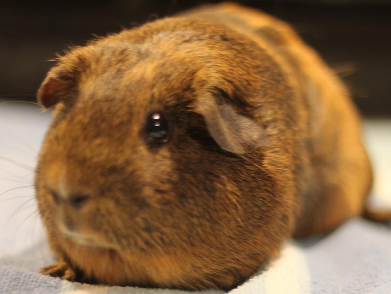 Enlarge Mocha, an adoption pending Guinea Pig in Budd Lake, NJ image 3/6