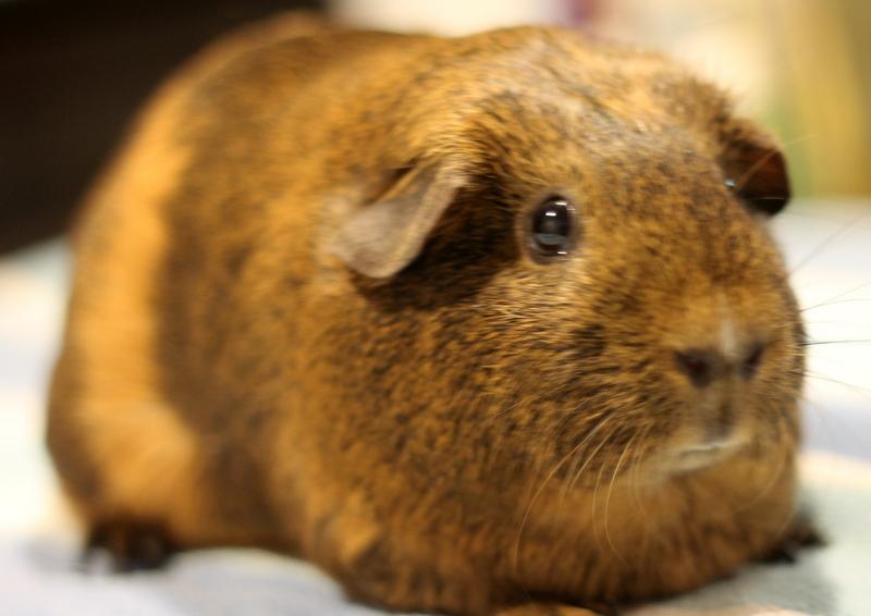 Enlarge Mocha, an adoption pending Guinea Pig in Budd Lake, NJ image 5/6