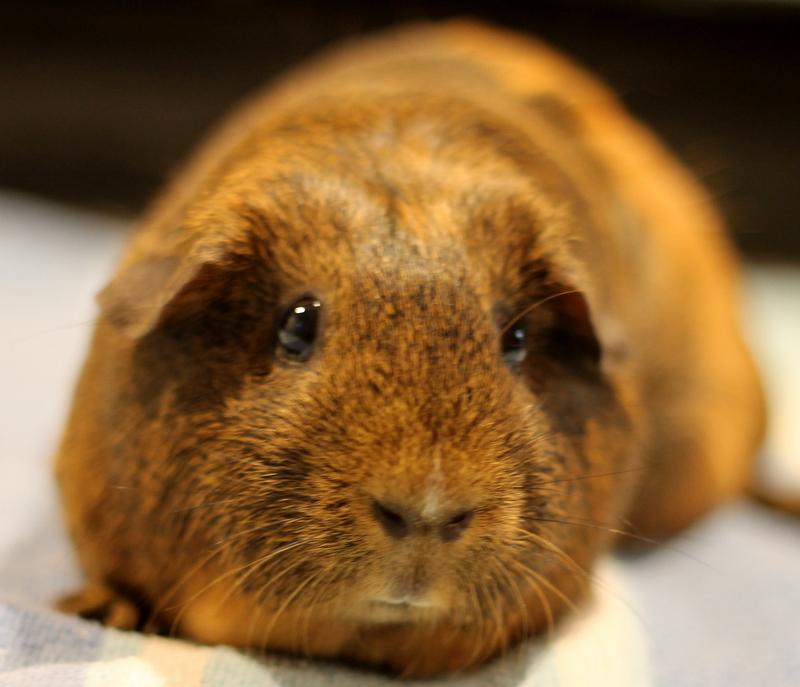 Enlarge Mocha, an adoption pending Guinea Pig in Budd Lake, NJ image 2/6