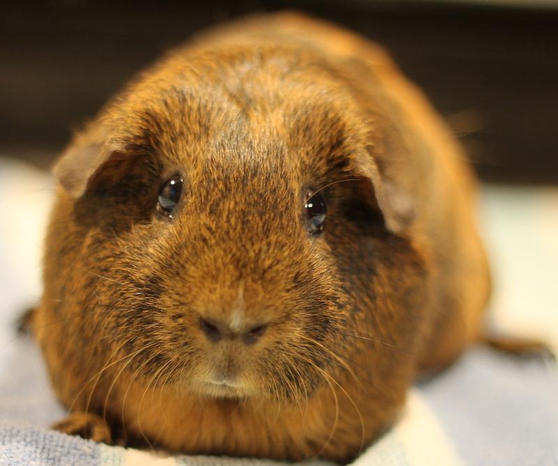 Enlarge Mocha, an adoption pending Guinea Pig in Budd Lake, NJ image 4/6