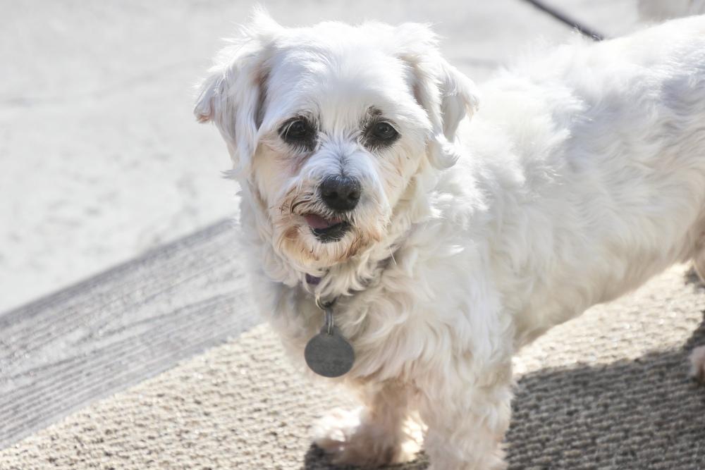 Cashmere, Adoptable, Adult Female Maltese.