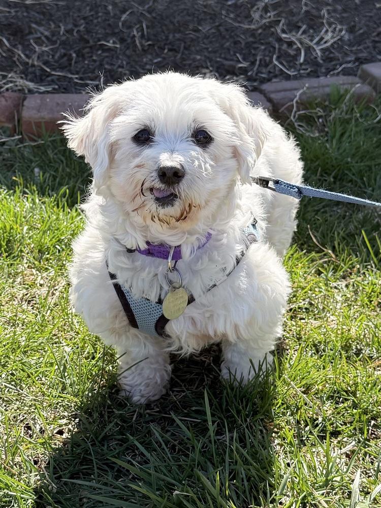 Enlarge Cashmere, a Adoptable Maltese in East Greenville, PA image 2/6