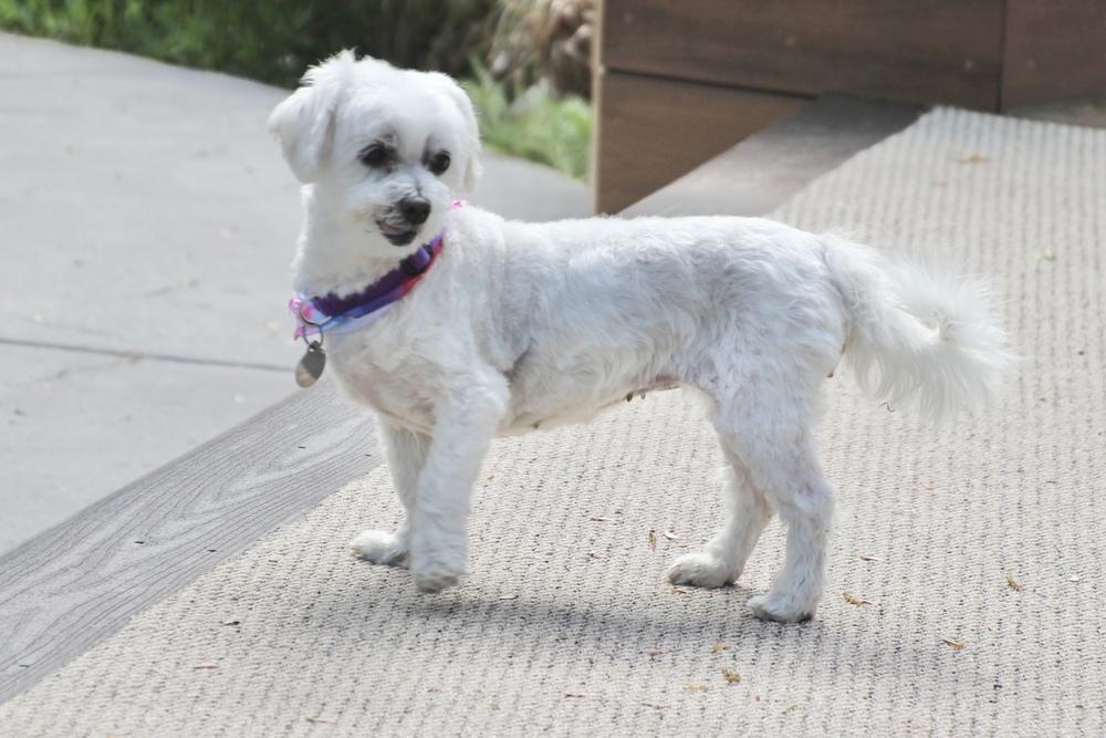 Enlarge Cashmere, a Adoptable Maltese in East Greenville, PA image 2/6