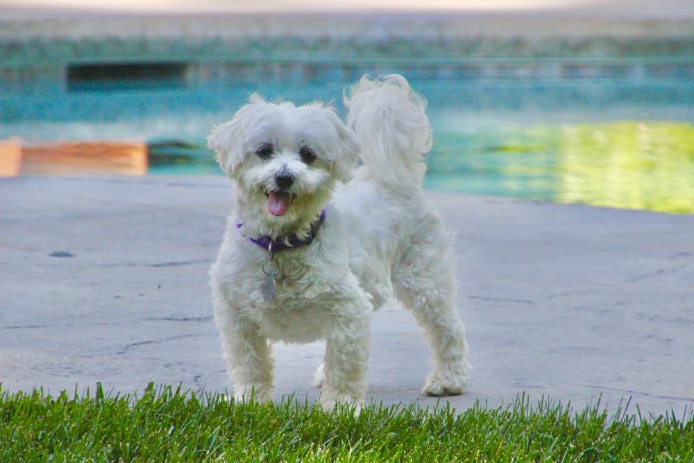 Cashmere, a Adoptable Maltese in East Greenville, PA image 1/6