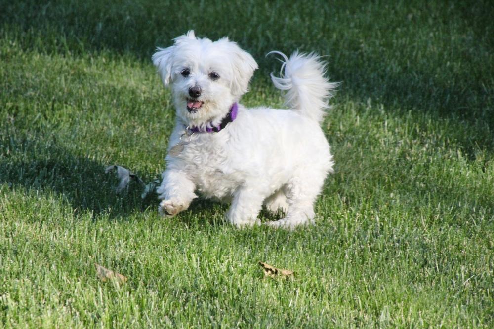Cashmere, a Adoptable Maltese in East Greenville, PA image 2/6