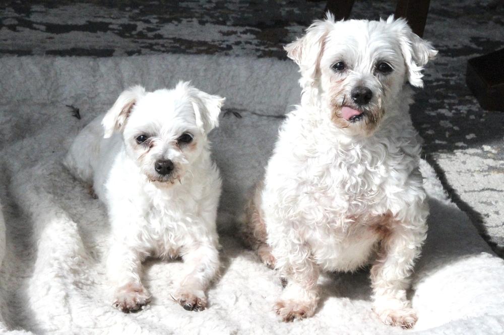 Cashmere, Adoptable, Adult Female Maltese.