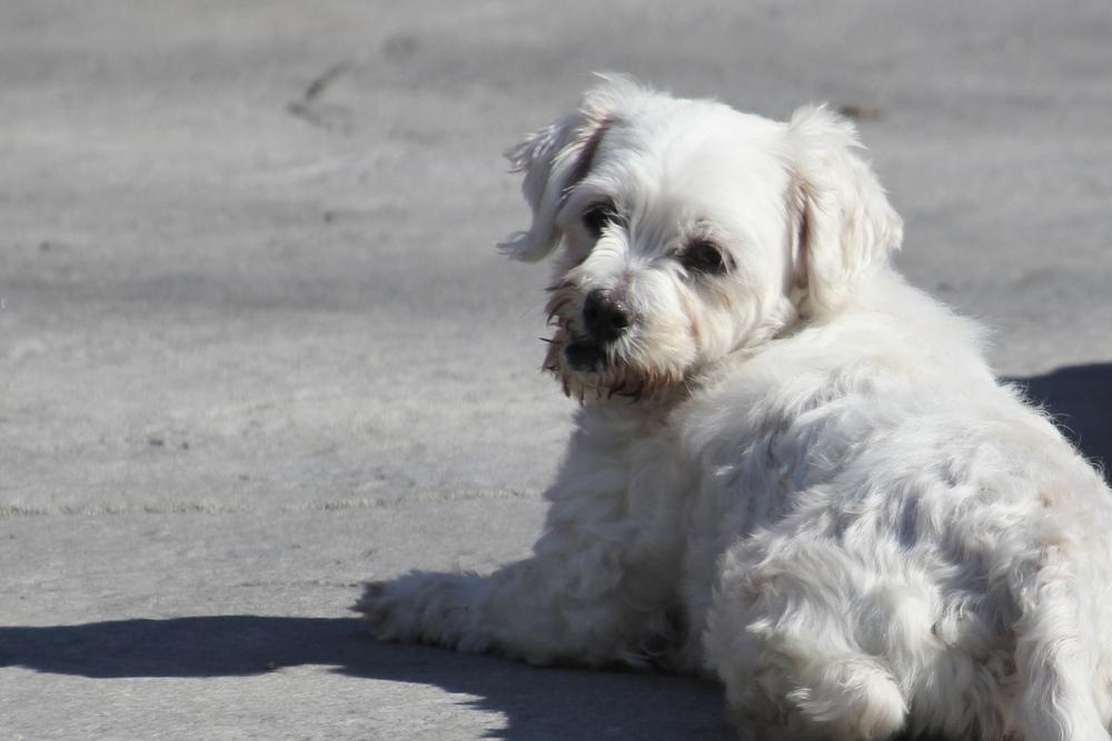 Enlarge Cashmere, a Adoptable Maltese in East Greenville, PA image 2/6
