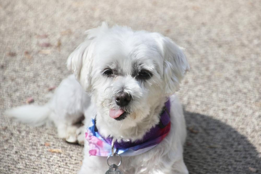 Enlarge Cashmere, a Adoptable Maltese in East Greenville, PA image 3/6