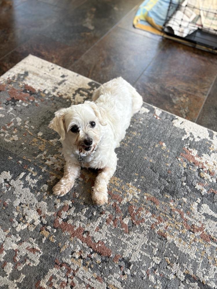 Enlarge Cashmere, a Adoptable Maltese in East Greenville, PA image 3/6