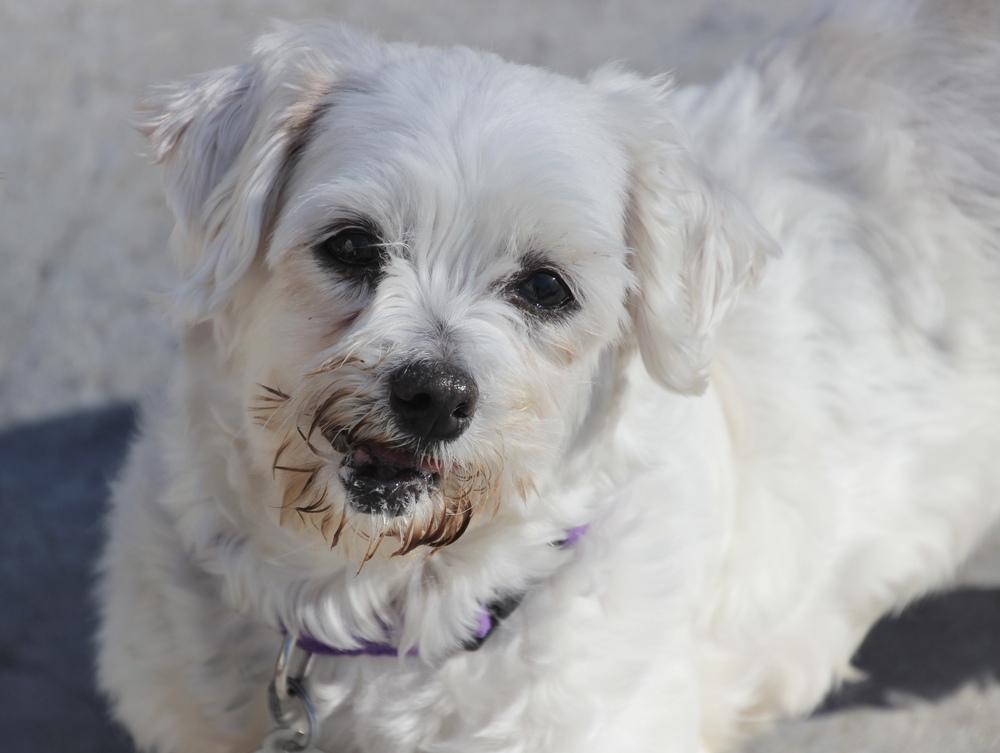 Enlarge Cashmere, a Adoptable Maltese in East Greenville, PA image 4/6