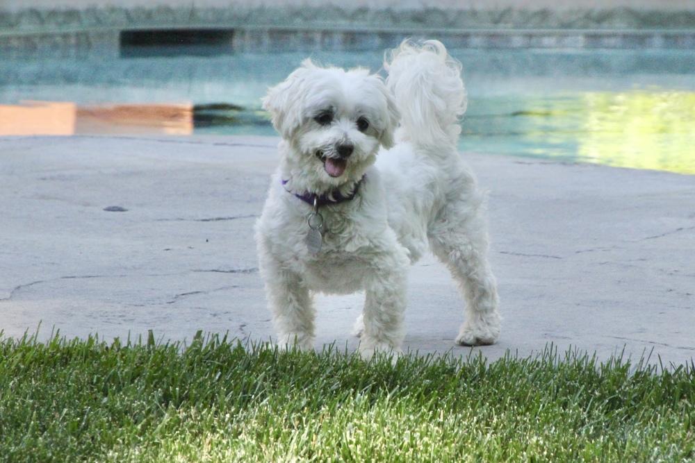 Cashmere, a Adoptable Maltese in East Greenville, PA image 4/6