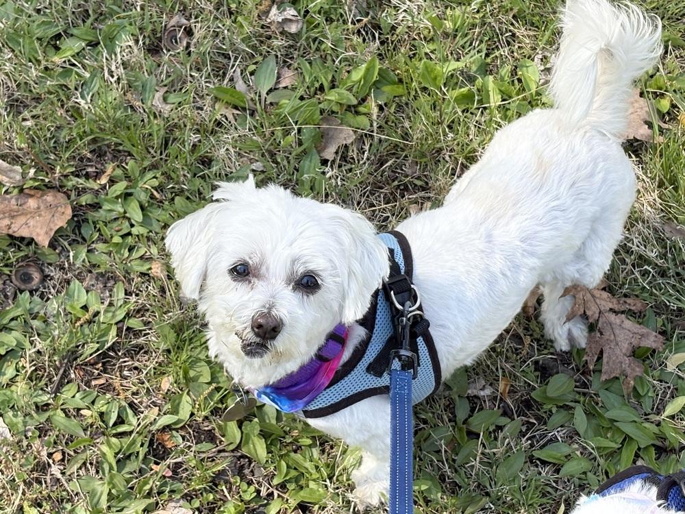 Enlarge Cashmere, a Adoptable Maltese in East Greenville, PA image 4/6