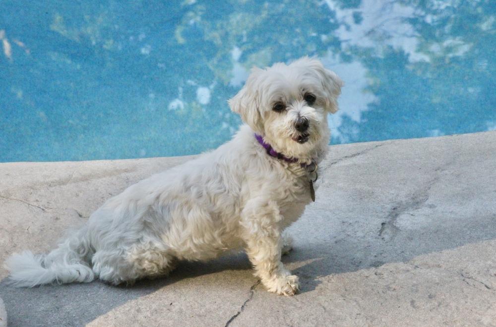 Cashmere, a Adoptable Maltese in East Greenville, PA image 5/6