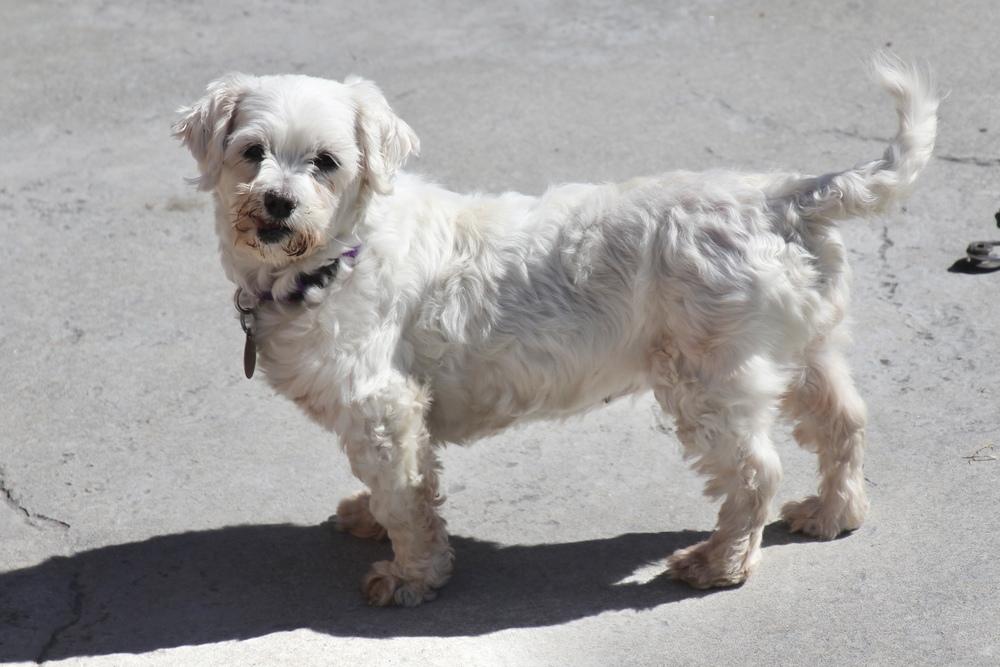 Cashmere — thumbnail 4