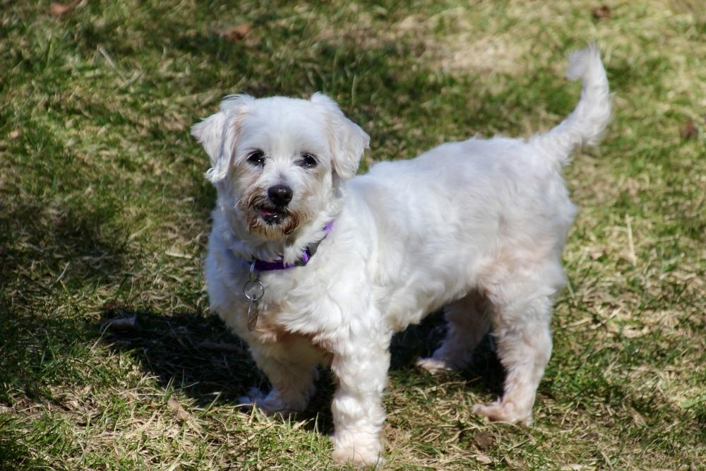 Enlarge Cashmere, a Adoptable Maltese in East Greenville, PA image 6/6