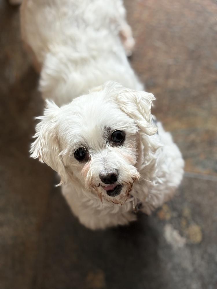 Enlarge Cashmere, a Adoptable Maltese in East Greenville, PA image 5/6