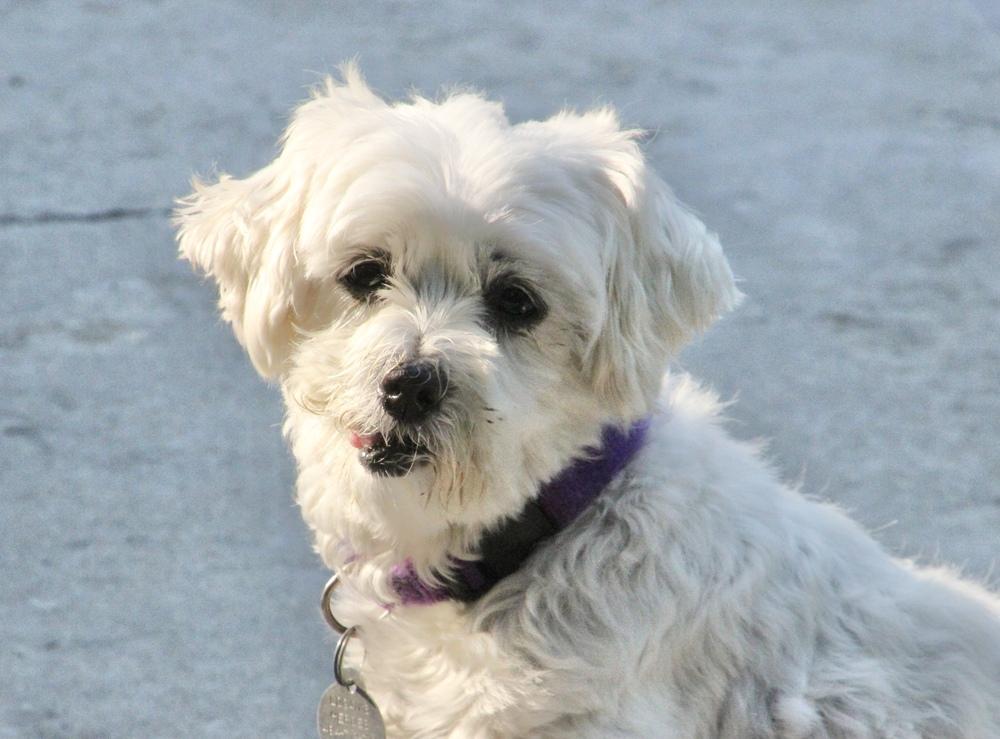 Cashmere, a Adoptable Maltese in East Greenville, PA image 6/6