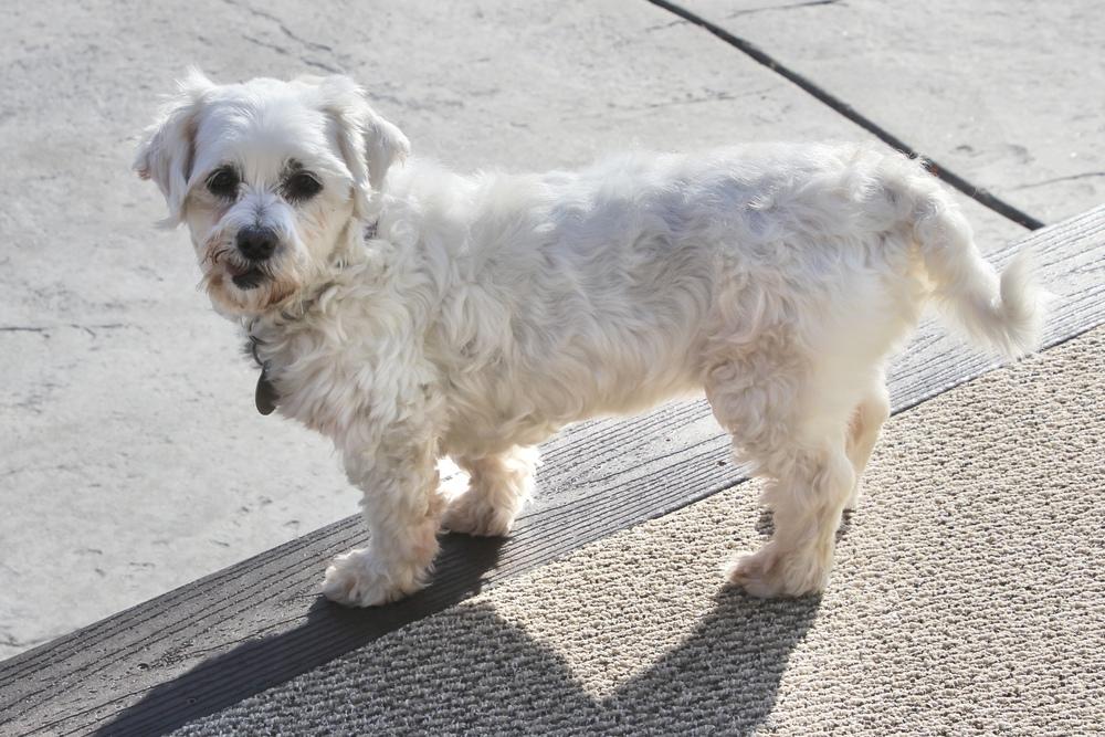 Enlarge Cashmere, a Adoptable Maltese in East Greenville, PA image 6/6