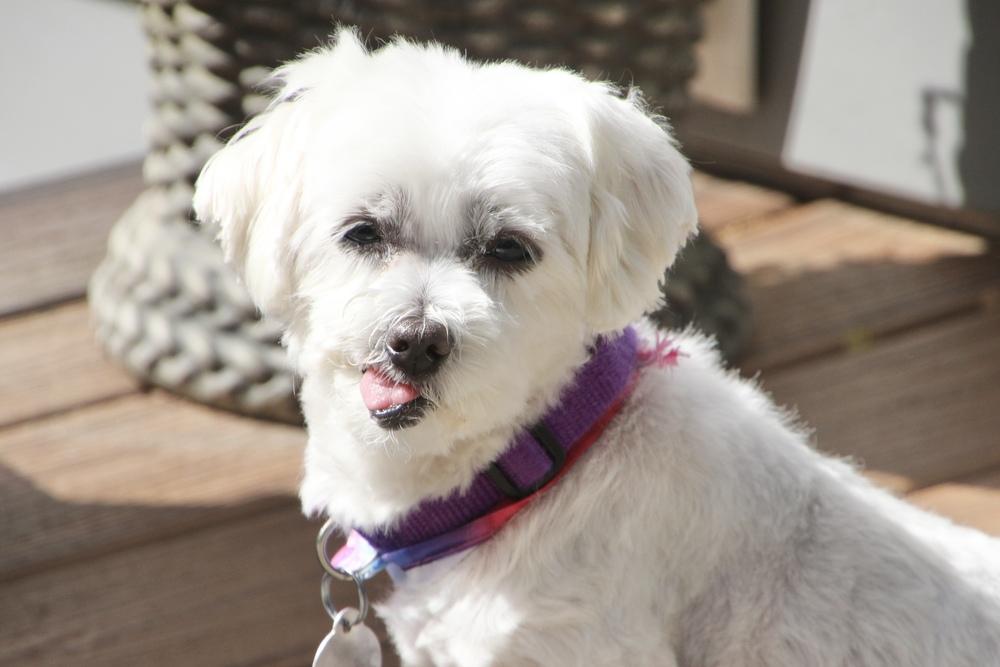 Enlarge Cashmere, a Adoptable Maltese in East Greenville, PA image 6/6